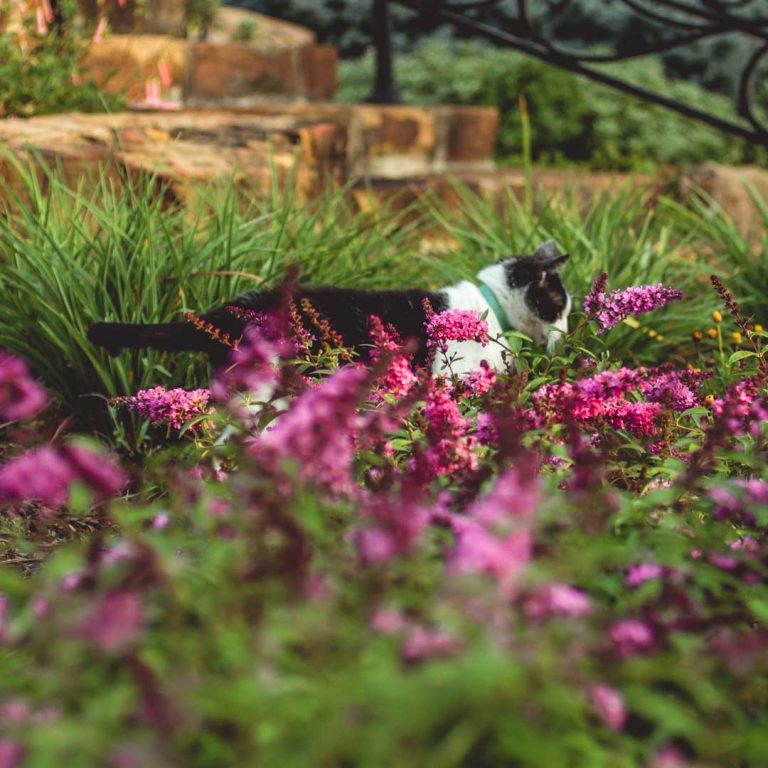 Philbrook Museum of Art Tulsa, OK Garden Cats